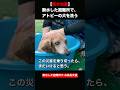断水した避難所で、16歳の犬をお風呂に入れる|熊本地震 緊急ペット支援