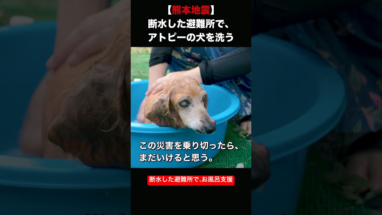 断水した避難所で、16歳の犬をお風呂に入れる|熊本地震 緊急ペット支援