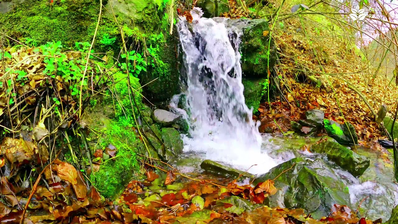 10 часов в гармонии с природой. Звук струящегося лесного ручья ~ Audio Relax