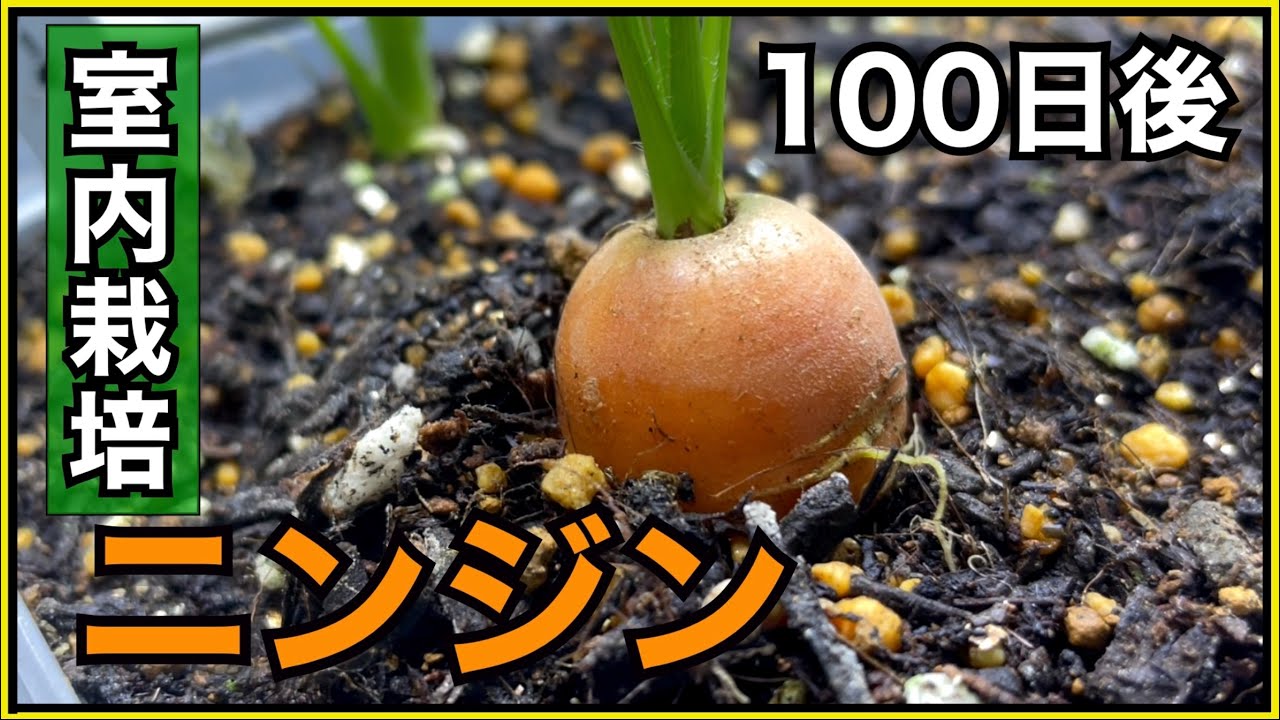 室内栽培 全成長過程 タネからニンジン栽培してみたら 初心者でも簡単に収穫できた Youtube