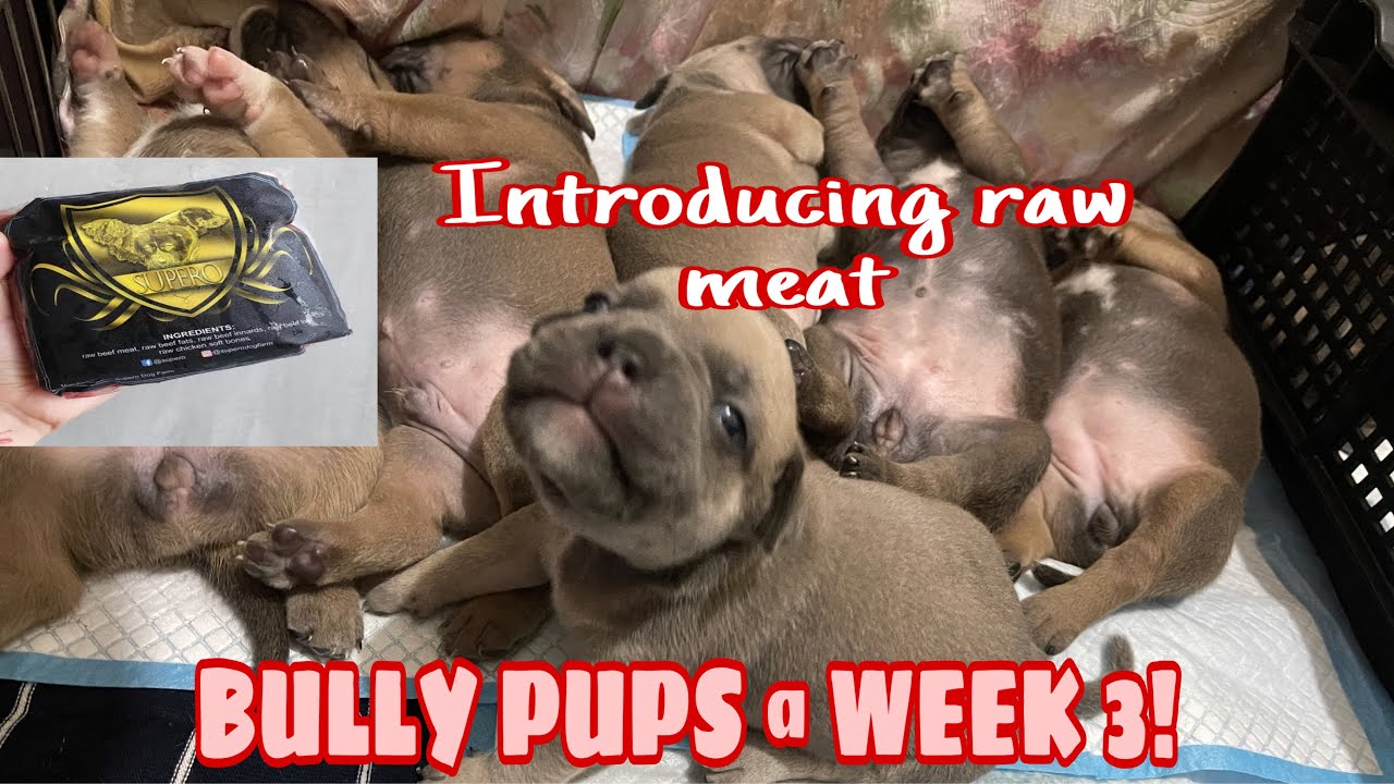 American Bully Pups week 3! • Lactating Update • Introducing solid