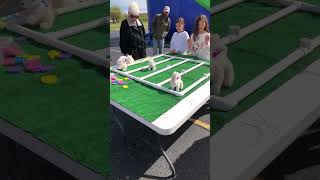 Easter bunny race 3