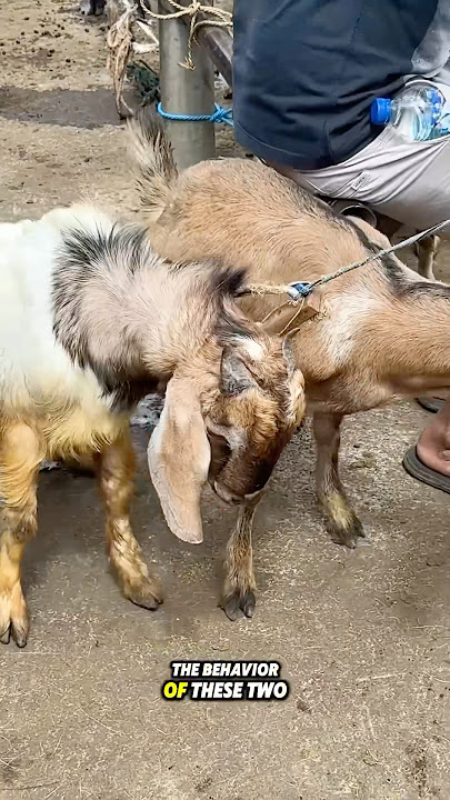 Look at how funny the behavior of these goats 🫣😅 #goat #goatfarm #goatmarket