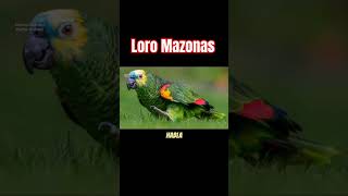 Conoce a Loro Mazonas! #animales