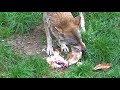 Wolves Eating Whole Chicken Wölfe Essen Ganze Hühnchen 