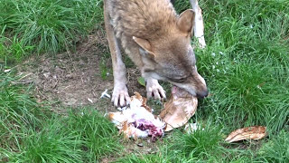 Wolves eating whole chicken, Wölfe essen ganze Hühnchen