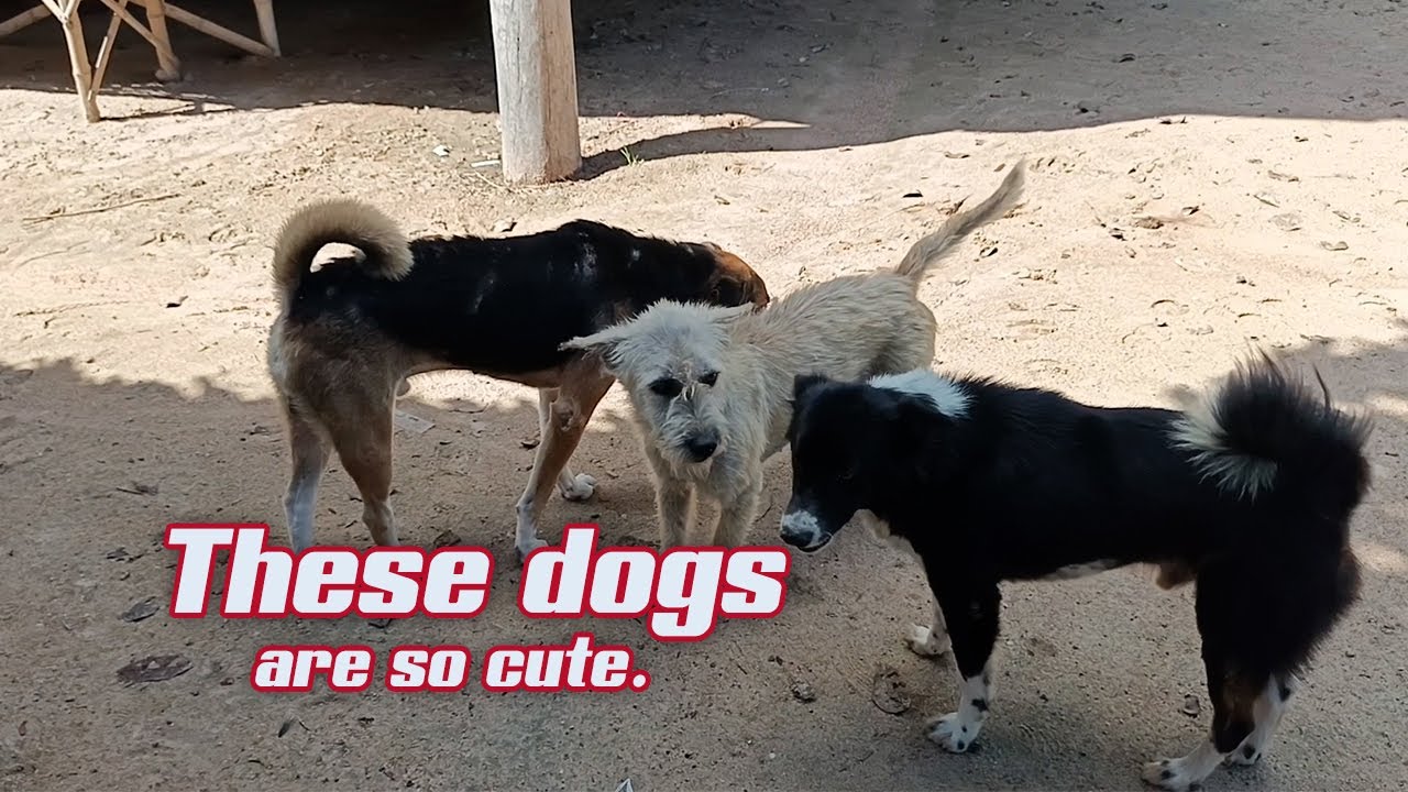 These dogs are so cute