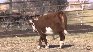 kolt cattle company tag 406
