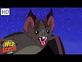 The Vampire Bat A Misunderstood Creature Of The Night Happy Halloween Wild Kratts The Vampire Bat A Misunderstood Creature Of The Night Happy Halloween Wild Kratts