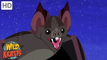 The Vampire Bat | A Misunderstood Creature of the Night | Happy Halloween! | Wild Kratts