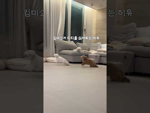 미소가 티티를 싫어하는 이유🔥