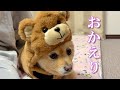 息子とポメくんが実家に帰ってきてくれました!