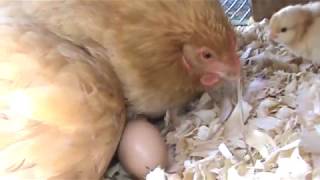 Mama Hen Hatches Chicks at Buc~A~Buc Farm