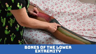 Bones of the Lower Extremity Lesson 2