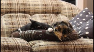 Relaxing Sleep Music: Relaxing Music, Stress Relief, Soft Piano Music, 1 Hour Music, Cat Naps 2