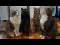 ПРИКОЛЫ КОТЫ 2021 СМЕШНЫЕ КОШКИ И КОТЫ ПРИКОЛЫ С КОТАМИ И КОШКАМИ кушакӗсем cats jokes 3ЧАСТЬ