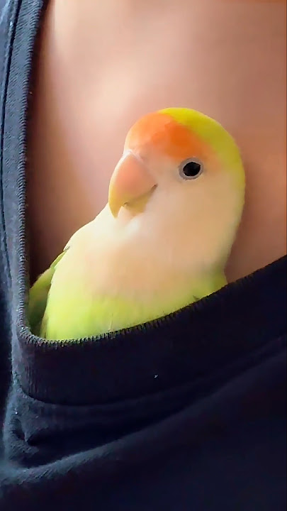 This lovebird parrot loves to crawl into his owner's T-shirt. #birds #parrots #parrot #pets #cute