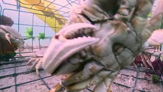 Secrets of Crabbing & Crabs 1.5: Underwater camera in crab trap