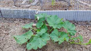 Straw Bale vs Leaf garden bed, in Texas!
