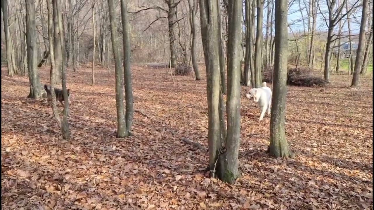 Running in the forest (and a small collision) 🫣