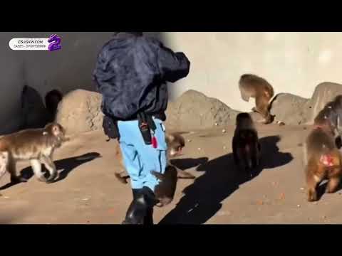 Punch ki kahani Japan #viral #insta #short #