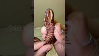 Giant Millipede Pees on my Hand! 😳