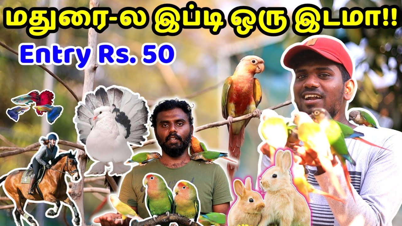 💥 மதுரையில் முதல் முறையாக இந்த மாதிரி ஒரு Exotic Birds Aviary Setup ...