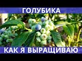 Как я выращиваю голубику - кратко о главных моментах: схема посадки, почва, подкормки!