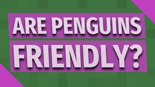 Are penguins friendly?