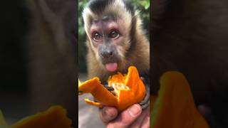 Romeo The #Tuftedcapuchin Demolishes A Mandarin 😝