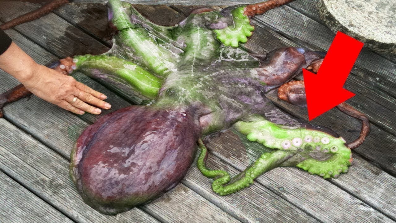 10 Animals that Can SELF DESTRUCT?