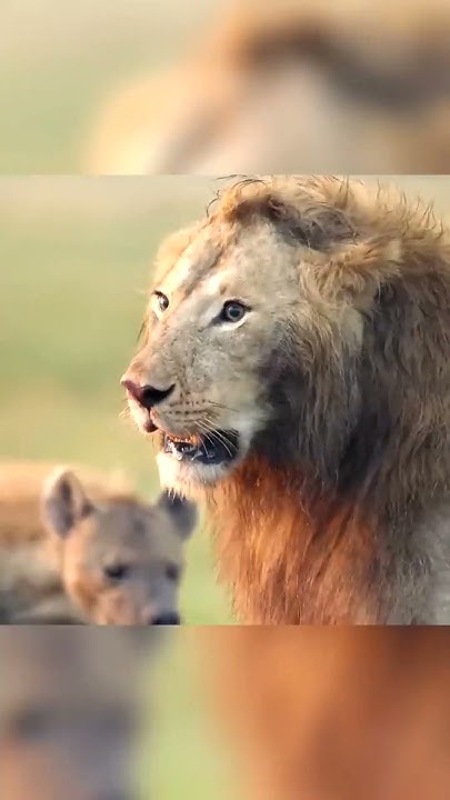 One Lion VS 20 Hyenas - YouTube