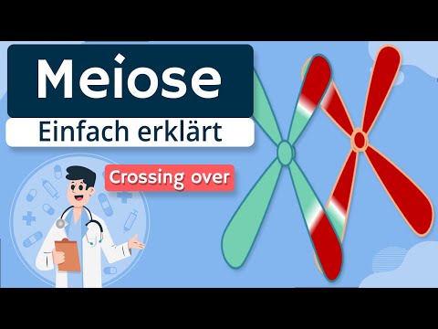 Meiose - Grundlagen