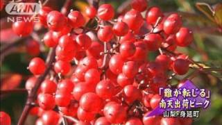 「難が転じる」南天出荷ピーク　山梨・身延町（11/12/17）