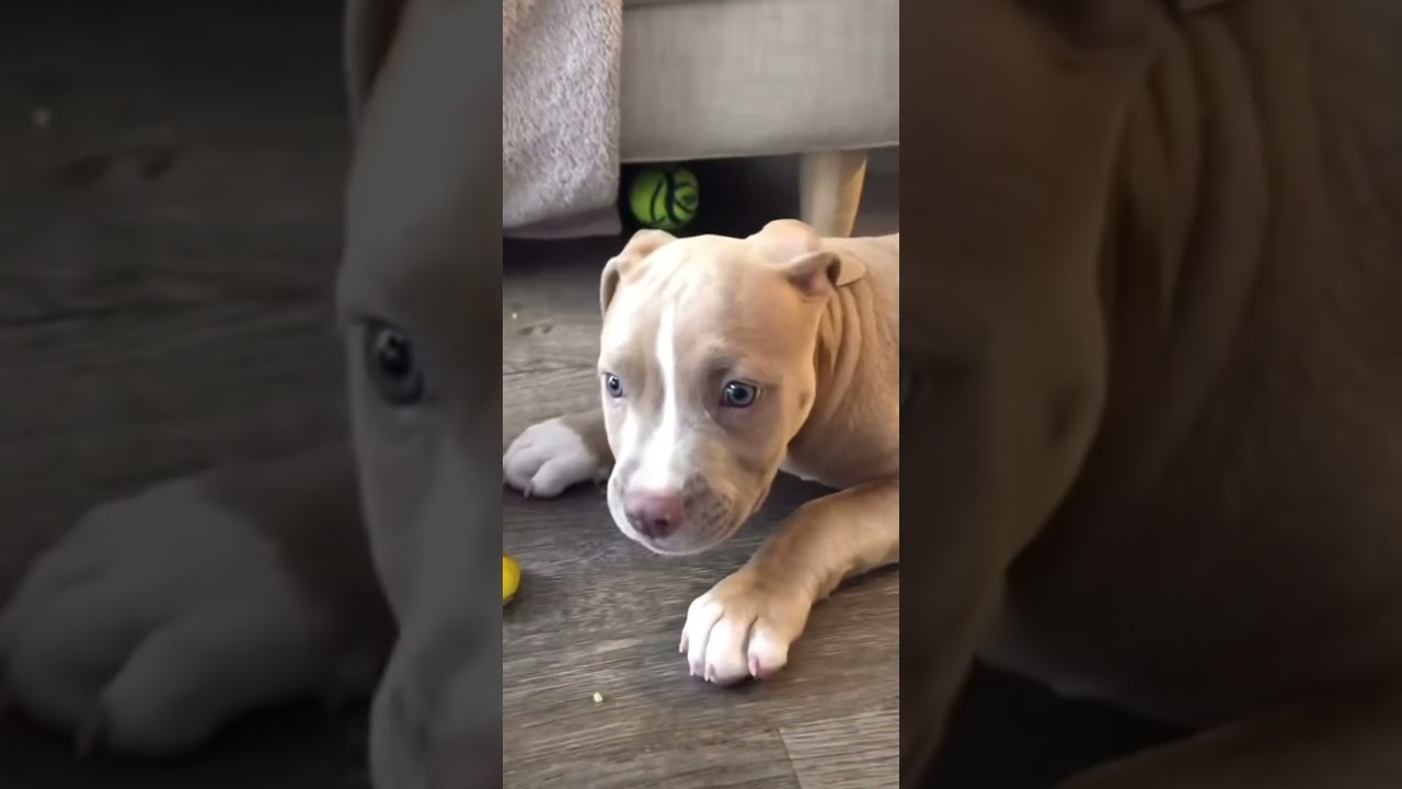 "Bark and Roll: Hilarious Hijinks of Happy Hounds! 🐾🤣 