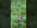 Pine grosbeak(ギンザンマシコ)| Japanese Wild Birds & Nature #wildbirds #nature #japan