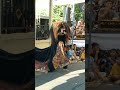 Wajah hitam seram barongan siwo ireng