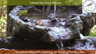 Common Waxbills bathing on Birding Planet  - filmed by Rory Wilson