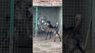 Baba Ve Oğul Aynı Kan Aynı Hırs Öpek