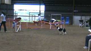 DDS USDAA Gorgeous Advanced Snooker