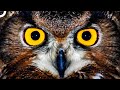 Gökyüzünün En Vahşi Hayvanlar 3. Bölüm | Baykuşlar | Hayvan Belgeseli