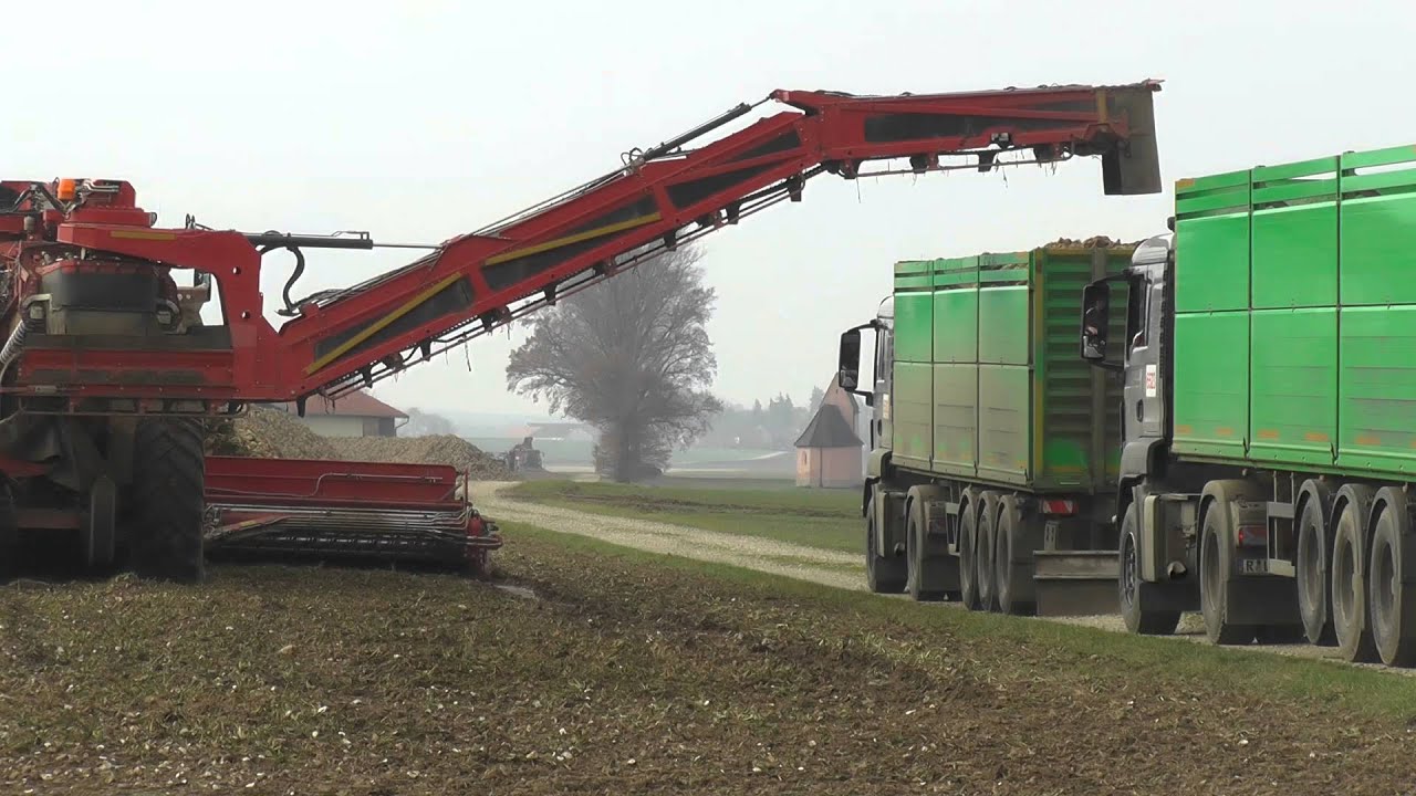 Zuckerrüben zu reinigen und verladen mit der Rübenmaus  Holmer Terra Felis 2 Teil 1/4