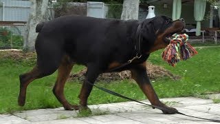MOST DANGEROUS DOG Rottweiler Compilation 2018