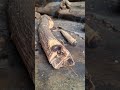bow drill the traditional art of starting a fire #primitivefire #traditionalfire #survivalfire