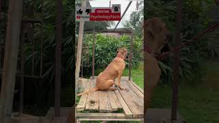 Rhodesian Ridgeback | Dog Training Tutorial