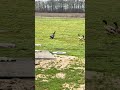 Ducks fighting/mating