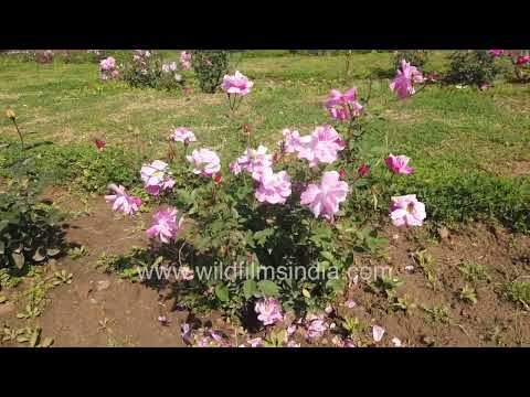 Garden of Roses at Nehru Park