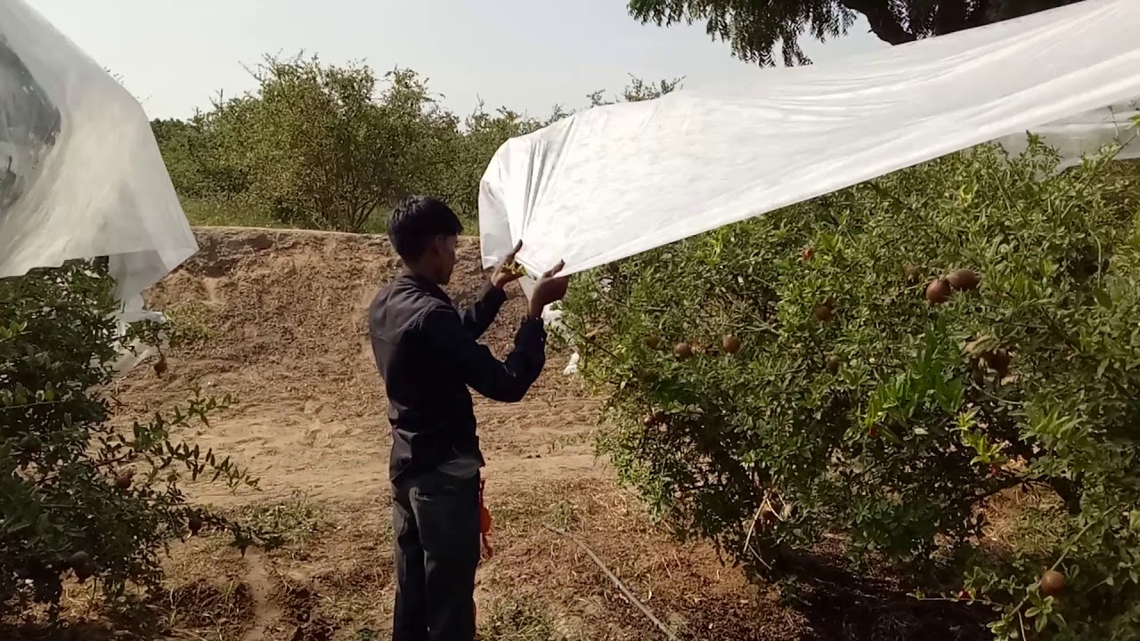 Pomegranate grow cover
