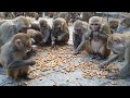Monkey love peanuts  feeding one box peanuts to hungry monkey  feeding monkey