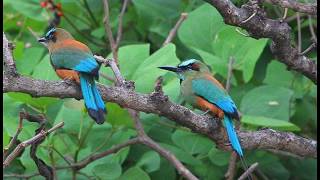 Ave nacional de El Salvador